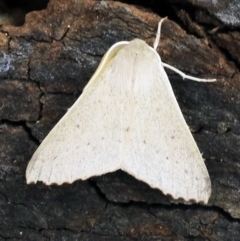 Arhodia lasiocamparia at O'Connor, ACT - 14 Dec 2017