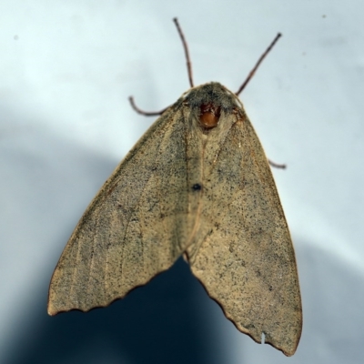 Arhodia lasiocamparia (Pink Arhodia) at O'Connor, ACT - 13 Dec 2017 by ibaird