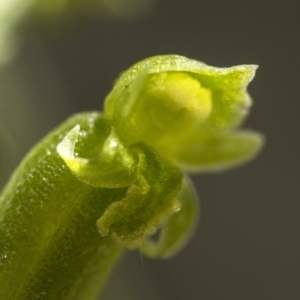 Microtis unifolia at Cotter River, ACT - suppressed