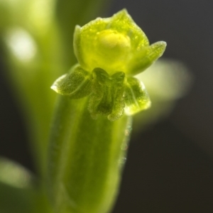 Microtis unifolia at Cotter River, ACT - suppressed