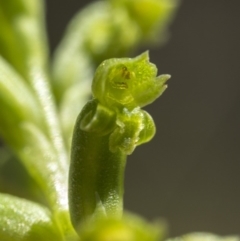 Microtis unifolia at Cotter River, ACT - suppressed