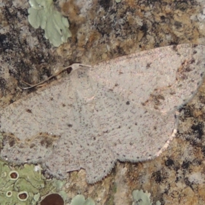 Taxeotis intextata (Looper Moth, Grey Taxeotis) at Rob Roy Range - 28 Nov 2017 by michaelb