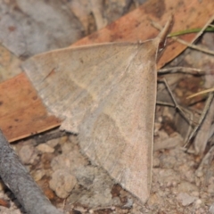 Epidesmia hypenaria (Long-nosed Epidesmia) at Conder, ACT - 28 Nov 2017 by MichaelBedingfield