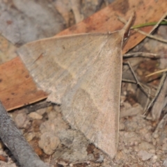 Epidesmia hypenaria (Long-nosed Epidesmia) at Rob Roy Range - 28 Nov 2017 by michaelb