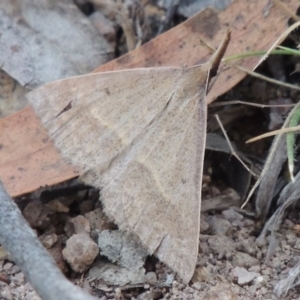 Epidesmia hypenaria at Conder, ACT - 28 Nov 2017