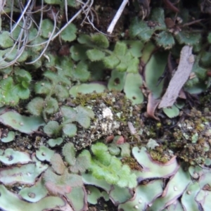 Asplenium subglandulosum at Conder, ACT - 28 Nov 2017 08:35 PM