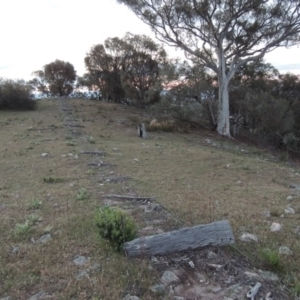 Eucalyptus rossii at Conder, ACT - 28 Nov 2017