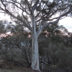 Eucalyptus rossii at Conder, ACT - 28 Nov 2017