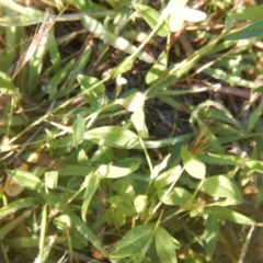 Zornia dyctiocarpa var. dyctiocarpa (Zornia) at Deakin, ACT - 13 Dec 2017 by MichaelMulvaney