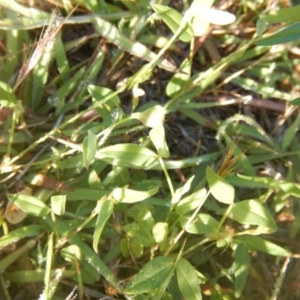 Zornia dyctiocarpa var. dyctiocarpa at Deakin, ACT - 13 Dec 2017