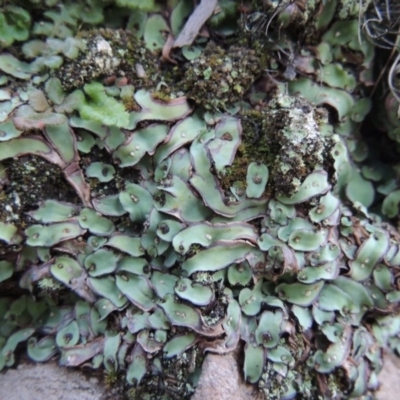 Plagiochasma rupestre (A liverwort) at Conder, ACT - 28 Nov 2017 by michaelb