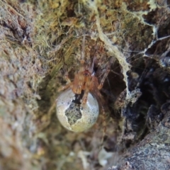 Cryptachaea veruculata (Diamondback comb-footed spider) at Conder, ACT - 28 Nov 2017 by michaelb