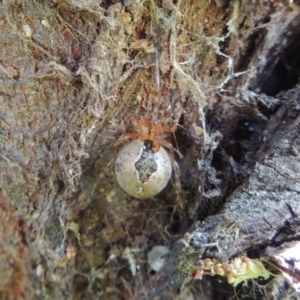 Cryptachaea veruculata at Conder, ACT - 28 Nov 2017