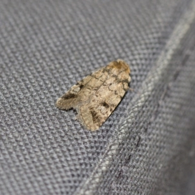 Thoracolopha verecunda (A Noctuid moth (Acronictinae)) at Michelago, NSW - 10 Dec 2017 by Illilanga