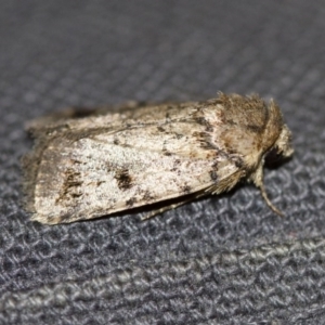 Thoracolopha verecunda at Michelago, NSW - 10 Dec 2017