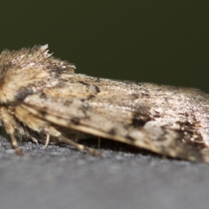 Thoracolopha verecunda at Michelago, NSW - 10 Dec 2017