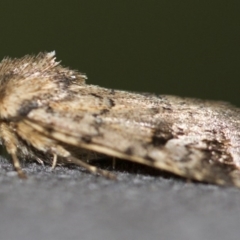 Thoracolopha verecunda at Michelago, NSW - 10 Dec 2017