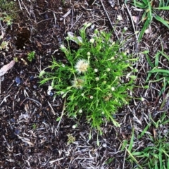 Vittadinia muelleri (Narrow-leafed New Holland Daisy) at Hughes, ACT - 14 Dec 2017 by ruthkerruish