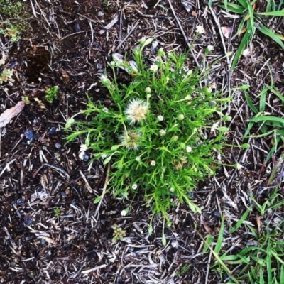 Vittadinia muelleri (Narrow-leafed New Holland Daisy) at Hughes, ACT - 15 Dec 2017 by ruthkerruish