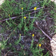 Chrysocephalum apiculatum (Common Everlasting) at Garran, ACT - 15 Dec 2017 by ruthkerruish