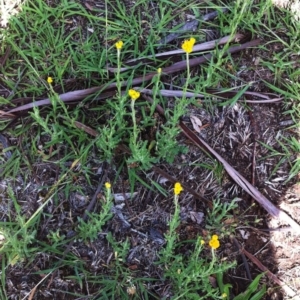 Chrysocephalum apiculatum at Garran, ACT - 15 Dec 2017