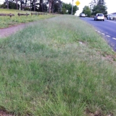 Eragrostis curvula (African Lovegrass) at Hughes, ACT - 15 Dec 2017 by ruthkerruish