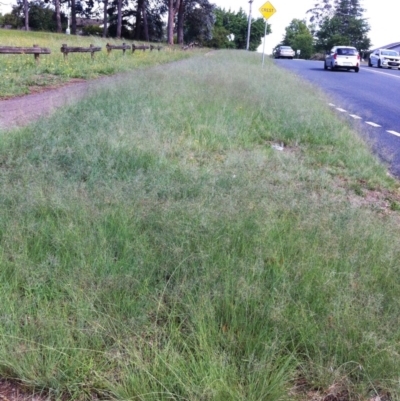 Eragrostis curvula (African Lovegrass) at Hughes, ACT - 14 Dec 2017 by ruthkerruish