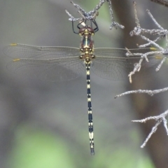 Synthemis eustalacta (Swamp Tigertail) at Canberra Central, ACT - 14 Dec 2017 by roymcd