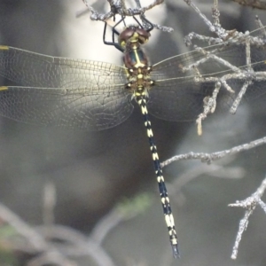 Synthemis eustalacta at Canberra Central, ACT - 14 Dec 2017