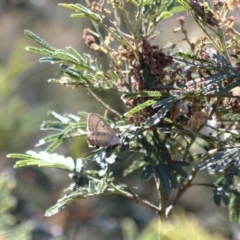 Jalmenus ictinus (Stencilled Hairstreak) at Weetangera, ACT - 9 Dec 2017 by PeterR