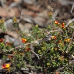 Neolucia agricola (Fringed Heath-blue) at Bruce, ACT - 11 Nov 2017 by PeterR