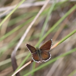 Neolucia agricola at Bruce, ACT - 11 Nov 2017 10:04 AM