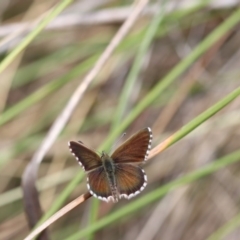 Neolucia agricola at Bruce, ACT - 11 Nov 2017