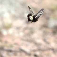 Papilio anactus at Dunlop, ACT - 9 Dec 2017 02:44 PM