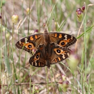 Junonia villida at Gungahlin, ACT - 11 Nov 2017