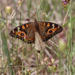 Junonia villida at Gungahlin, ACT - 11 Nov 2017