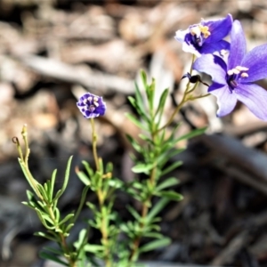 Cheiranthera linearis at Wamboin, NSW - 13 Dec 2017 12:12 AM