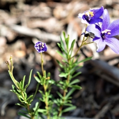 Cheiranthera linearis (Finger Flower) at Wamboin, NSW - 12 Dec 2017 by Varanus