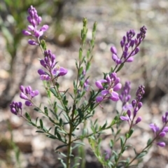 Comesperma ericinum (Heath Milkwort) at Wamboin, NSW - 13 Dec 2017 by Varanus