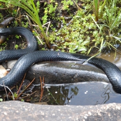 Pseudechis porphyriacus (Red-bellied Black Snake) at Cotter River, ACT - 1 Dec 2015 by Jek