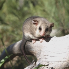 Cercartetus nanus (Eastern Pygmy Possum) at Rendezvous Creek, ACT - 7 Mar 2008 by Jek