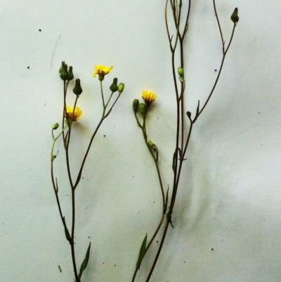 Crepis capillaris (Smooth Hawksbeard) at Garran, ACT - 15 Dec 2017 by ruthkerruish