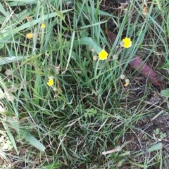 Crepis capillaris at Garran, ACT - 15 Dec 2017