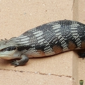 Tiliqua scincoides scincoides at Isaacs, ACT - 15 Dec 2017