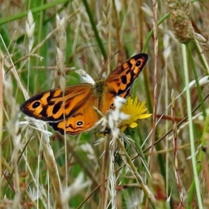 Heteronympha merope at Paddys River, ACT - 14 Dec 2017 08:28 AM