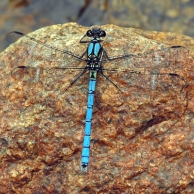 Diphlebia lestoides (Whitewater Rockmaster) at Paddys River, ACT - 14 Dec 2017 by RodDeb