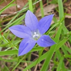 Wahlenbergia sp. (Bluebell) at Paddys River, ACT - 14 Dec 2017 by RodDeb