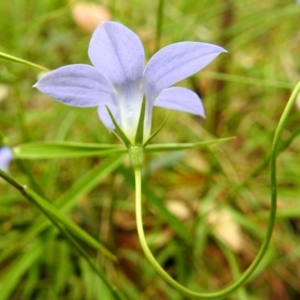 Wahlenbergia sp. at Paddys River, ACT - 14 Dec 2017 10:33 AM