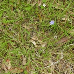 Wahlenbergia sp. at Paddys River, ACT - 14 Dec 2017 10:33 AM