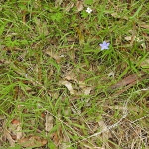 Wahlenbergia sp. at Paddys River, ACT - 14 Dec 2017